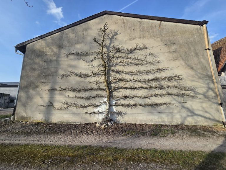 Kunstvoll gezogener Spalierobstbaum an einer Scheunenwand in Kaubenheim